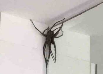Aranha de 15 centímetros encontrada dentro de casa assusta morador